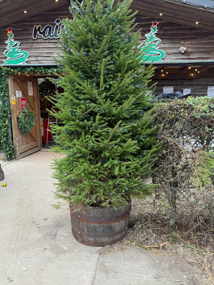 Whiskey barrel stand, a semi permanent solution to display trees