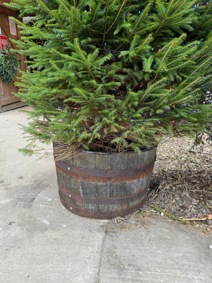 Whiskey barrel stand, a semi permanent solution to display trees